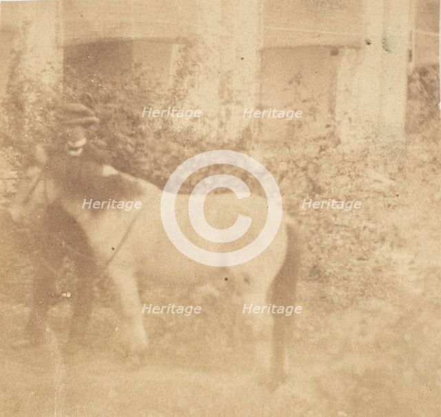 [Man and Horse, Government House, Allahabad], 1858. Creator: John Constantine Stanley.