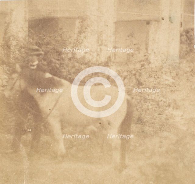 [Man and Horse, Government House, Allahabad], 1858. Creator: John Constantine Stanley.