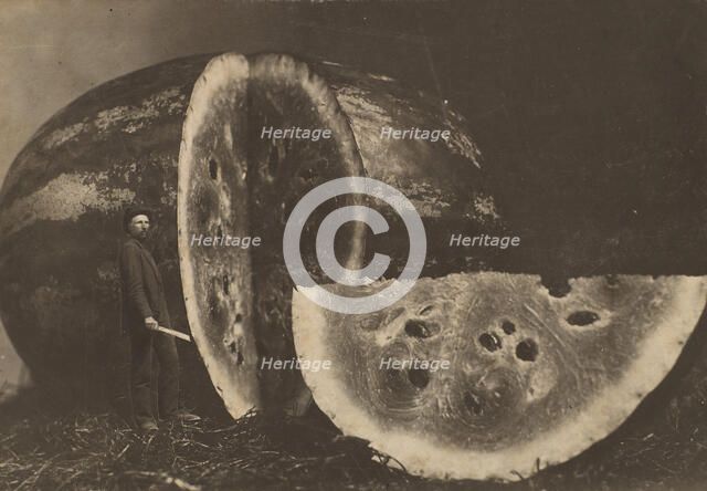 Man Cutting Watermelon, 1898-1903. Creator: Johnson.
