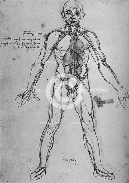 'Man Drawn as an Anatomical Figure to Show the Heart, Lungs and Main Arteries', c1480 (1945). Artist: Leonardo da Vinci.