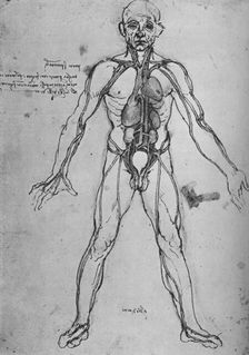 Man Drawn as an Anatomical Figure to Show the Heart, Lungs and Main Arteries c1480 (1945). Artist: Leonardo da Vinci