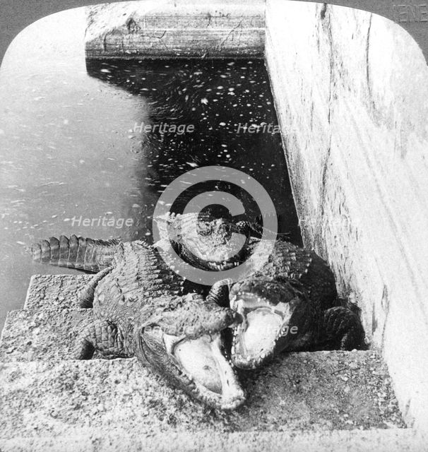 Man-eating alligators, India, 1904.Artist: Underwood & Underwood
