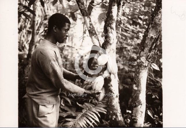 Man harvesting cocoa pods, 1974. Artist: Unknown