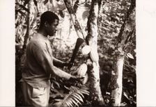 Man harvesting cocoa pods, 1974