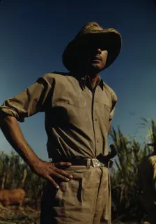 Man in a sugar-cane field during harvest, vicinity of Rio Piedras? Puerto Rico, 1941 or 1942. Creator: Jack Delano