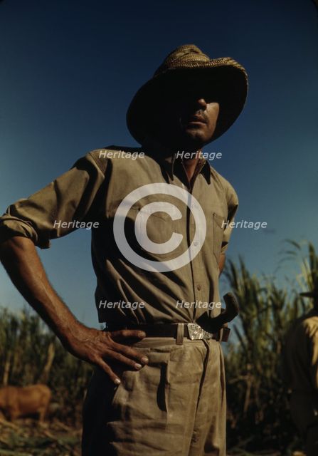 Man in a sugar-cane field during harvest, vicinity of Rio Piedras? Puerto Rico, 1941 or 1942. Creator: Jack Delano.