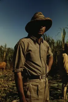 Man in a sugar cane field during harvest, Puerto Rico, 1942. Creator: Jack Delano
