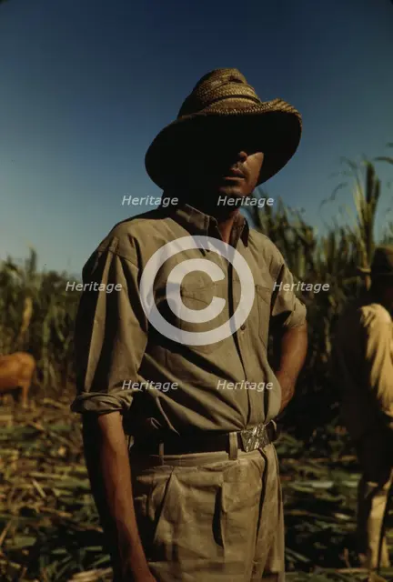 Man in a sugar cane field during harvest, Puerto Rico, 1942. Creator: Jack Delano.