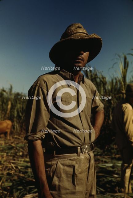 Man in a sugar cane field during harvest, Puerto Rico, 1942. Creator: Jack Delano.