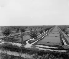 Man in irrigated orchard, probably Pontiac, Ill., between 1900 and 1910. Creator: Unknown