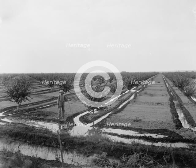 Man in irrigated orchard, probably Pontiac, Ill., between 1900 and 1910. Creator: Unknown.