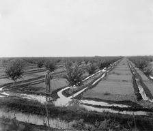 Man in irrigated orchard, probably Pontiac, Ill., between 1900 and 1910. Creator: Unknown