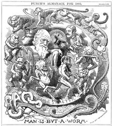 Man is but a Worm cartoon from Punch showing evolution from worm to man, 1881