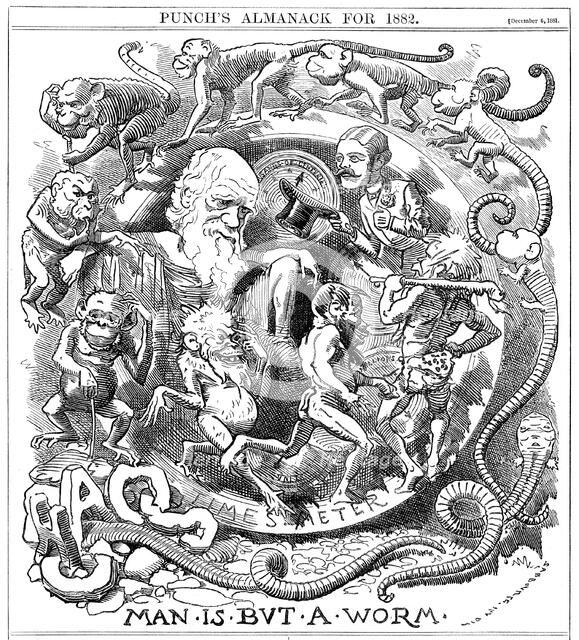 'Man is but a Worm', cartoon from Punch showing evolution from worm to man, 1881. Artist: Unknown