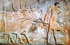 Man leading cattle, wall relief from the Tomb of Ptahhotep, Saqqara, Egypt, 24th century BC