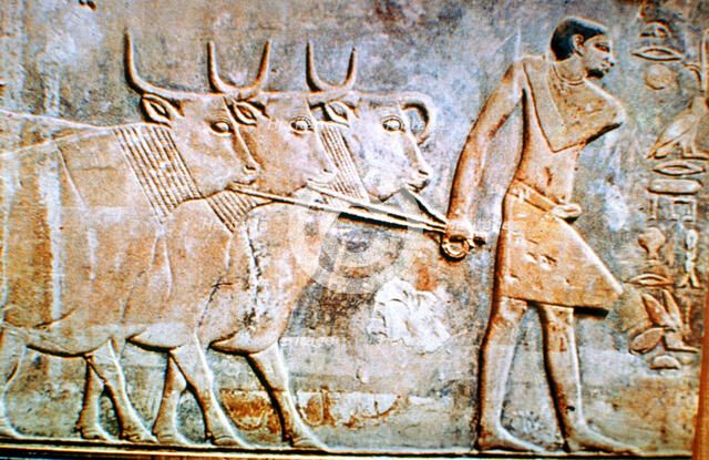Man leading cattle, wall relief from the Tomb of Ptahhotep, Saqqara, Egypt, 24th century BC. Artist: Unknown