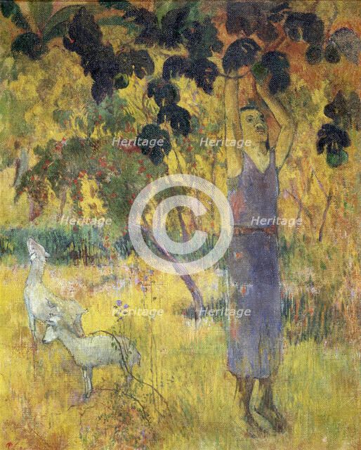 'Man Picking Fruit from a Tree', 1897.  Artist: Paul Gauguin