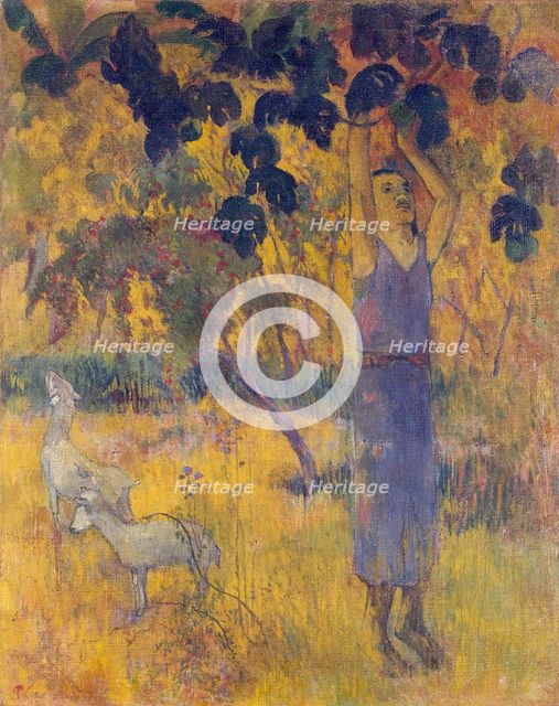 Man Picking Fruit from a Tree, 1897. Creator: Paul Gauguin.