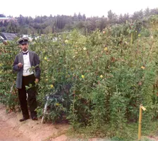 Man standing next to cotton plants, between 1905 and 1915. Creator: Sergey Mikhaylovich Prokudin-Gorsky