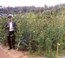 Man standing next to cotton plants, between 1905 and 1915. Creator: Sergey Mikhaylovich Prokudin-Gorsky