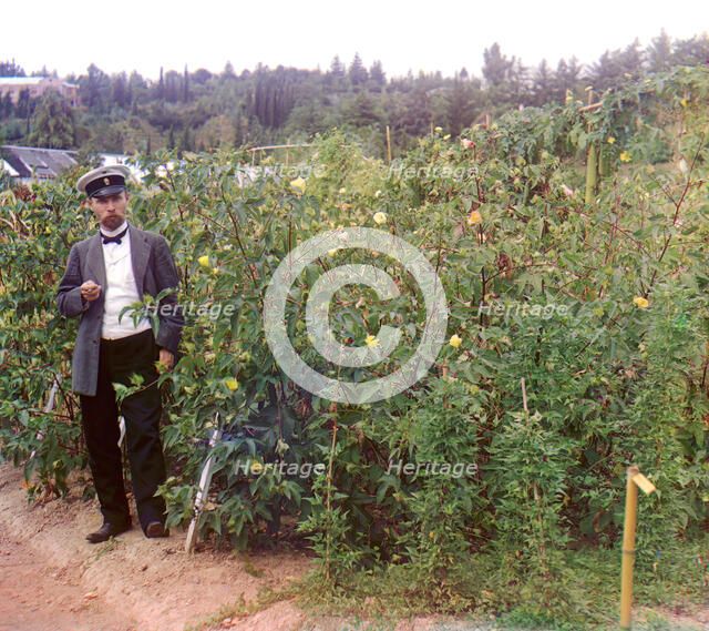 Man standing next to cotton plants, between 1905 and 1915. Creator: Sergey Mikhaylovich Prokudin-Gorsky.