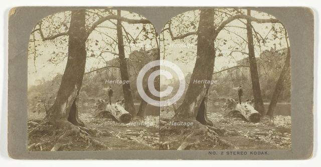 Man standing on a fallen tree, late 19th century.  Creator: London Stereoscopic & Photographic Co.