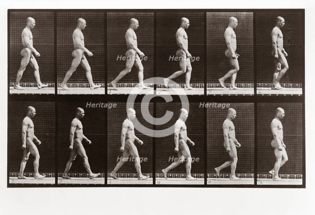 Man walking, Plate 6 from Animal Locomotion, 1887 (photograph)