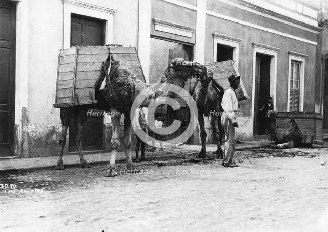 Man with camels, Las Palmas, Gran Canaria, Canary Islands, Spain, c1920s-c1930s(?). Artist: Unknown