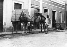 Man with camels, Las Palmas, Gran Canaria, Canary Islands, Spain, c1920s-c1930s(?)