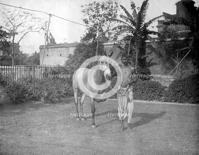 Man with a horse, Alipore, India, 1905-1906. Artist: FL Peters