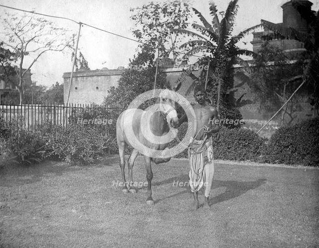Man with a horse, Alipore, India, 1905-1906. Artist: FL Peters