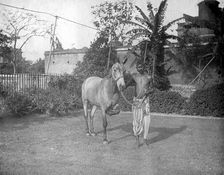 Man with a horse, Alipore, India, 1905-1906. Artist: FL Peters