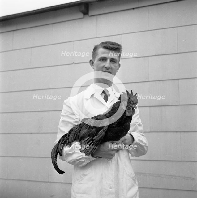 Man with a rooster, 1959. Creator: Unknown.