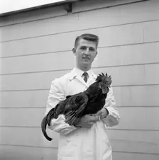 Man with a rooster, 1959. Creator: Unknown