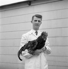 Man with a rooster, 1959. Creator: Unknown