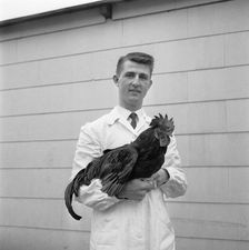 Man with a rooster, 1959