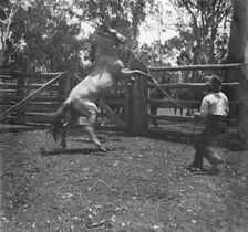 Man with rearing horse, c1900s. Creator: Robert Augustus Henry L'Estrange