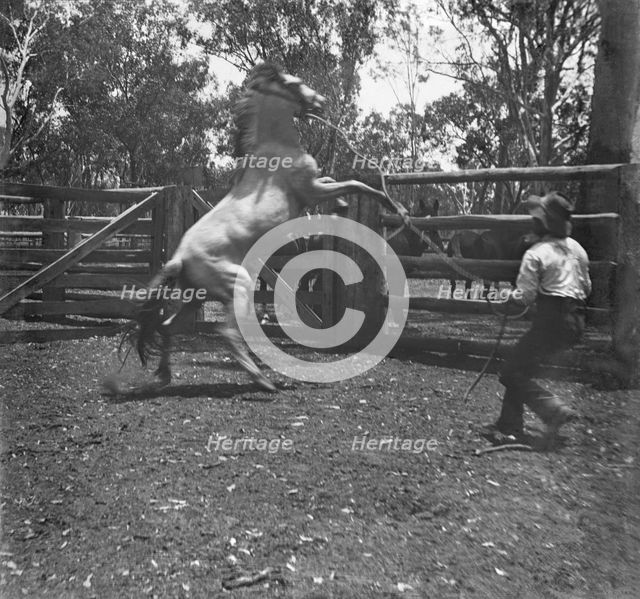 Man with rearing horse, c1900s. Creator: Robert Augustus Henry L'Estrange.