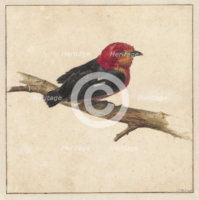 Manakin, the Surinamese bird Pipra Aureola, 1681-1743. Creator: Karel Borchaert Voet.