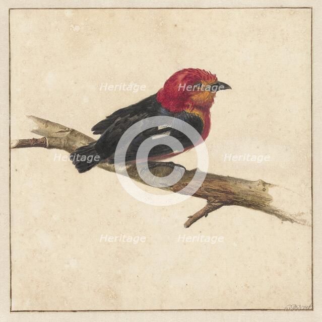 Manakin, the Surinamese bird Pipra Aureola, 1681-1743. Creator: Karel Borchaert Voet.