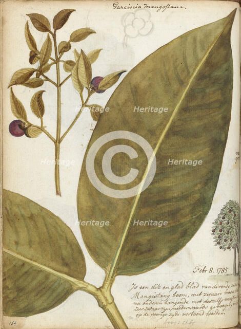 Mangosteen, 1784. Creator: Jan Brandes.