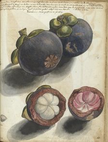 Mangosteen, 1784. Creator: Jan Brandes