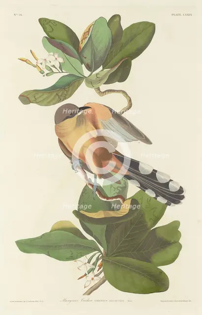Mangrove Cuckoo, 1833. Creator: Robert Havell.