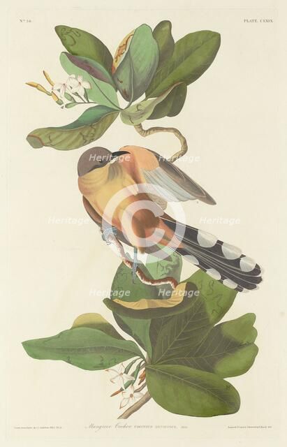 Mangrove Cuckoo, 1833. Creator: Robert Havell.