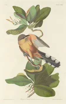 Mangrove Cuckoo, 1833. Creator: Robert Havell