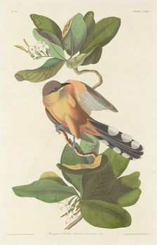 Mangrove Cuckoo, 1833. Creator: Robert Havell