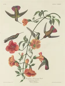 Mangrove Humming Bird, 1834. Creator: Robert Havell