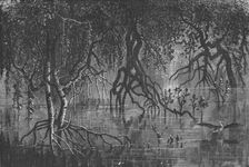 Mangroves near Cherar; A journey through Soudan and Western Abyssinia, with Reminiscences..., 1875. Creator: Unknown