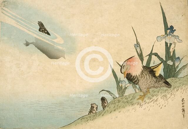 Mandarin Ducks, 19th century. Creator: Hokusai.