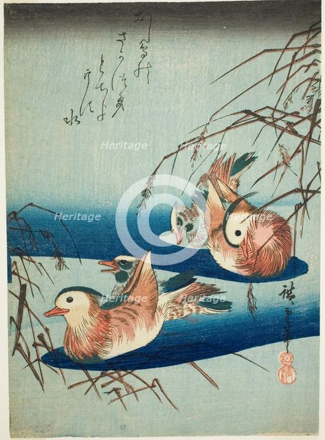 Mandarin ducks, n.d. Creator: Ando Hiroshige.